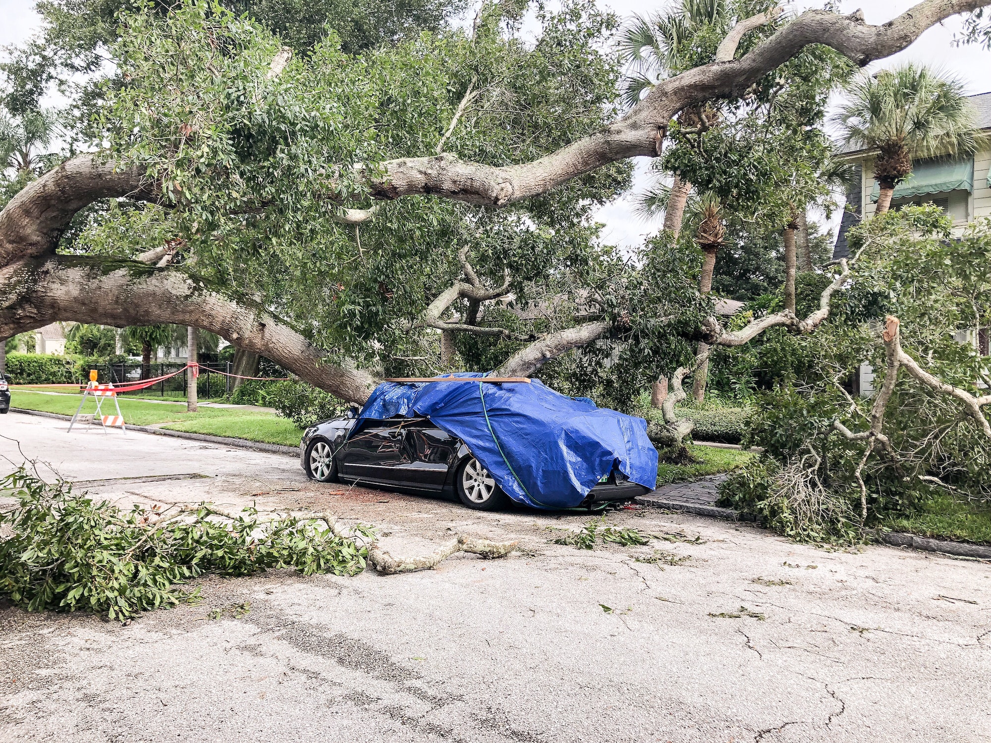 The aftermath of a hurricane with a fallen tree that landed on a car